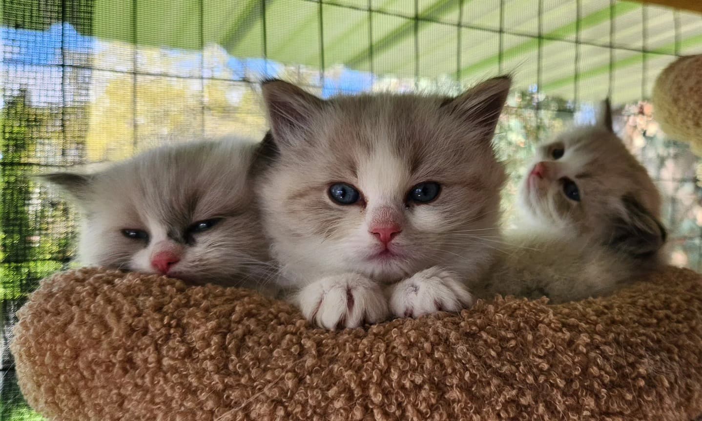 Ragdoll kitten playing at Kitten Around Ragdolls cattery in Orangevale, California