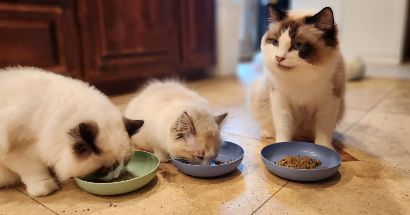 Blue-eyed Ragdoll kitten resting at Kitten Around Ragdolls in California