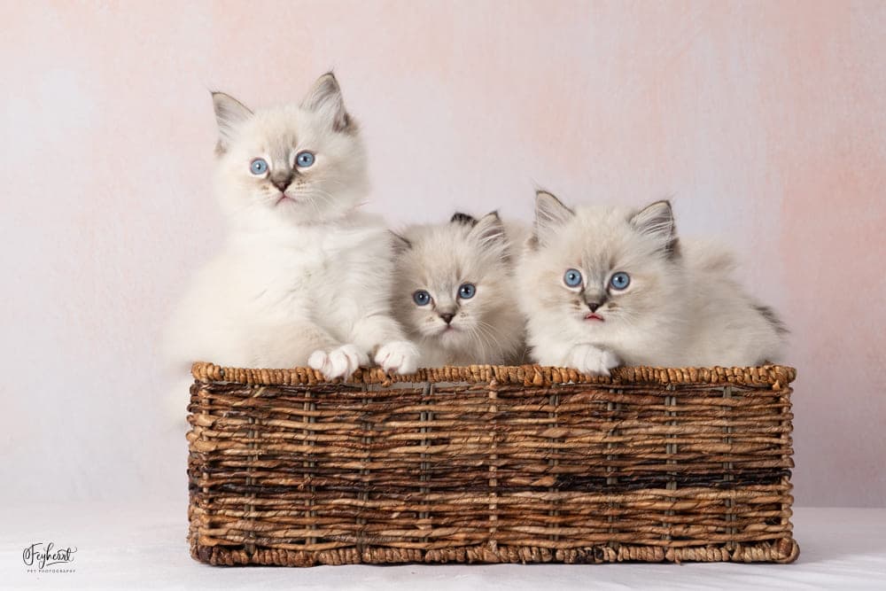 Blue-eyed Ragdoll kitten resting at Kitten Around Ragdolls in California