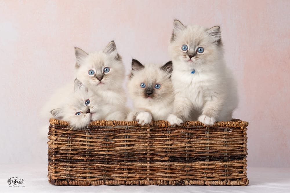 Ragdoll kitten playing at Kitten Around Ragdolls cattery in Orangevale, California