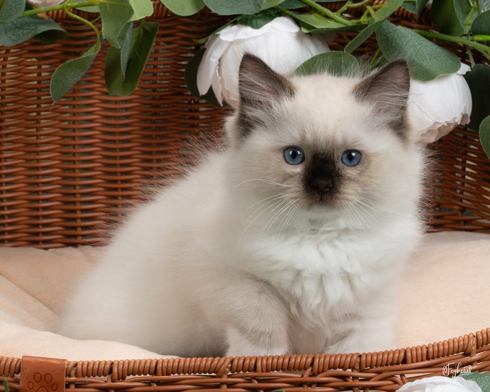 Ragdoll kitten playing at Kitten Around Ragdolls cattery in Orangevale, California