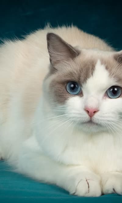 Familytimedolls Autumn - Queen - Blue Point Bicolor