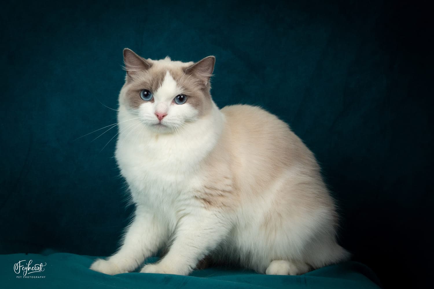 Familytimedolls Autumn - Queen - Blue Point Bicolor