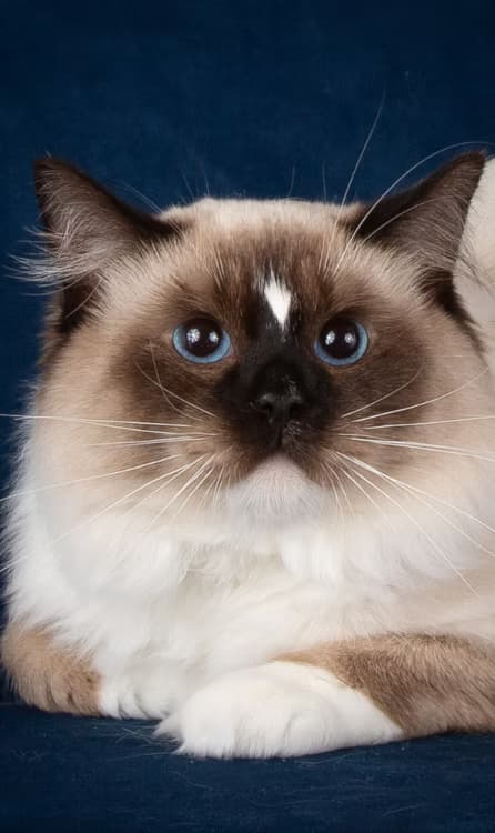 CH Familytimerags Goku of Kittenaround - King - Seal Point Mitted Traditional