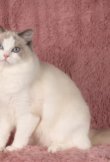 CH Kittenaround Kuromi - Queen - Blue Point Bicolor