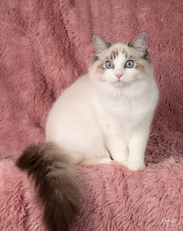 Kittenaround Meleys the Red Queen - Queen - Seal Lynx Point Bicolor