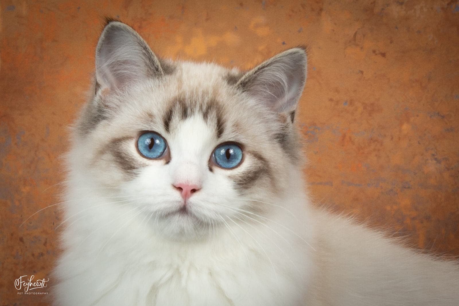 Kittenaround Winter’s Samhain “Sammy” - Seal Lynx Bicolor (Alter/Pet)