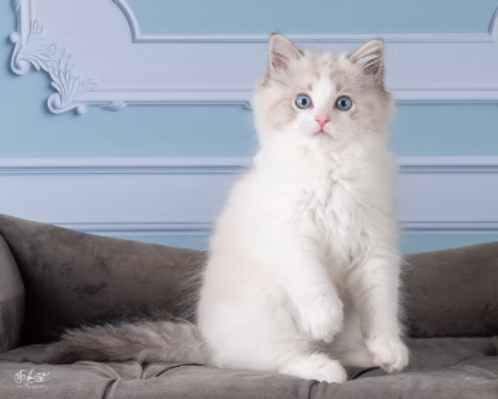 Kittenaround Towa Higarashi - Seal Lynx Point Bicolor