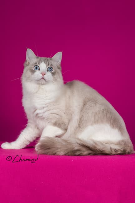 RW SGC Kittenaround Twilight Sparkle ✨ - King - Blue Lynx Point Bicolor