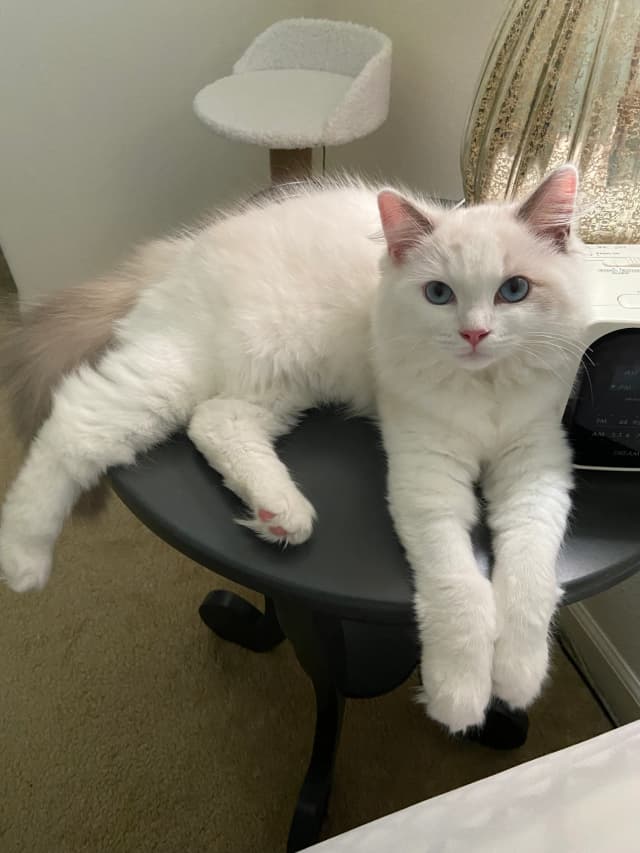 Attachment 1 from Kim Borges