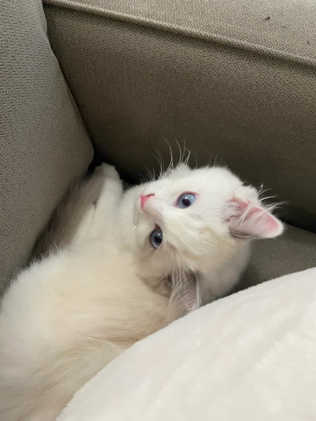 Attachment 2 from Kim Borges