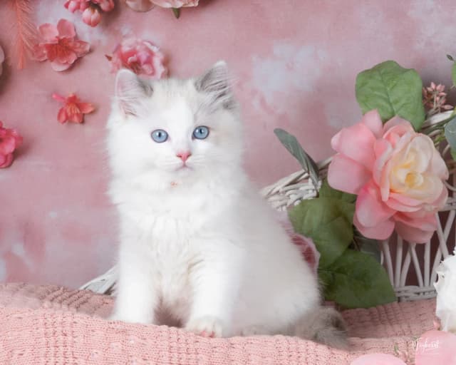 Attachment 3 from Kim Borges