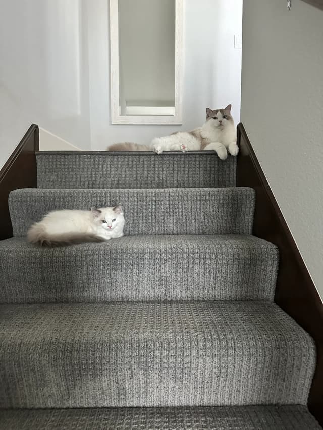 Attachment 4 from Kirsten Mead