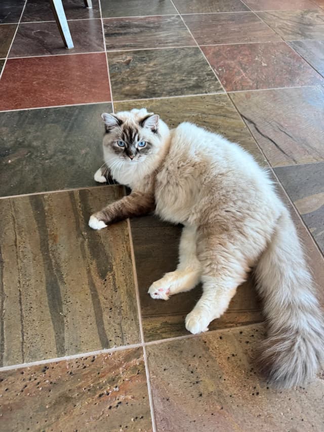 Attachment 2 from Veronica