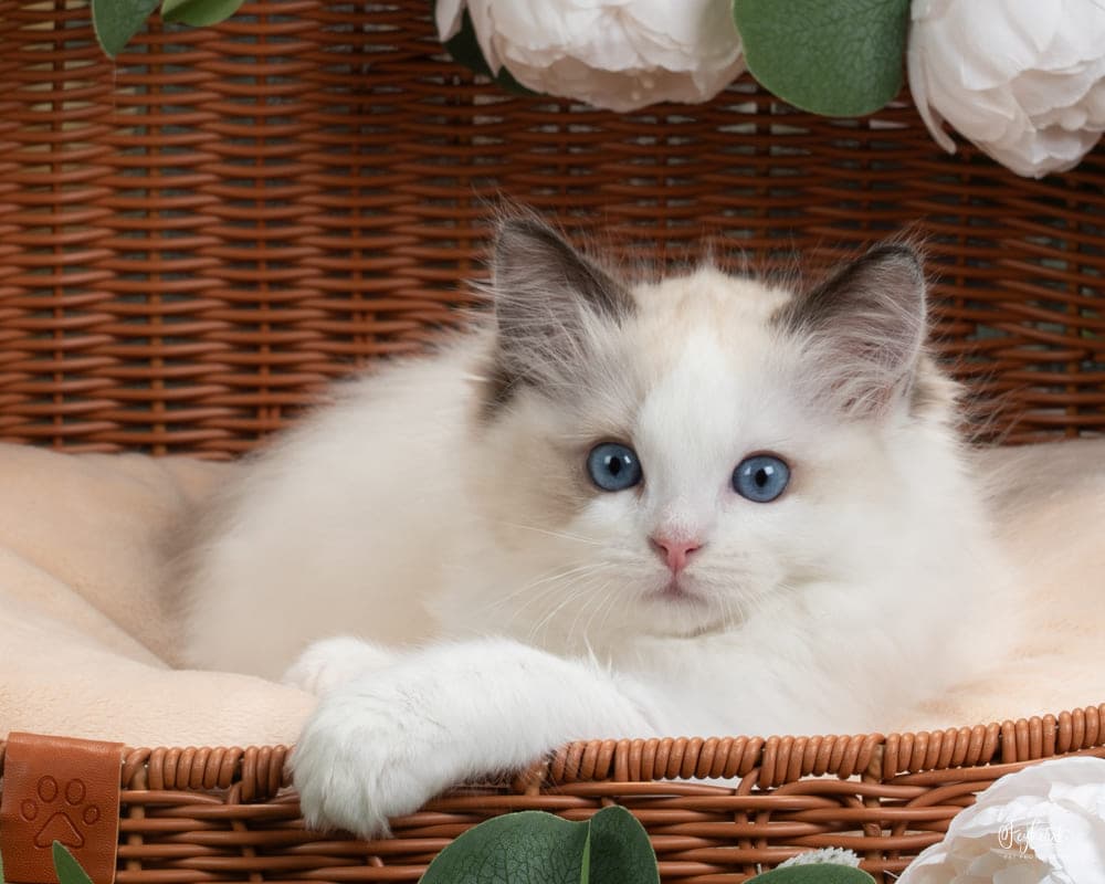 Ragdoll kitten playing at Kitten Around Ragdolls cattery in Orangevale, California