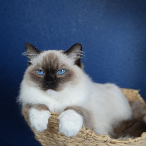 Secret Bear  - Seal Mitted  female