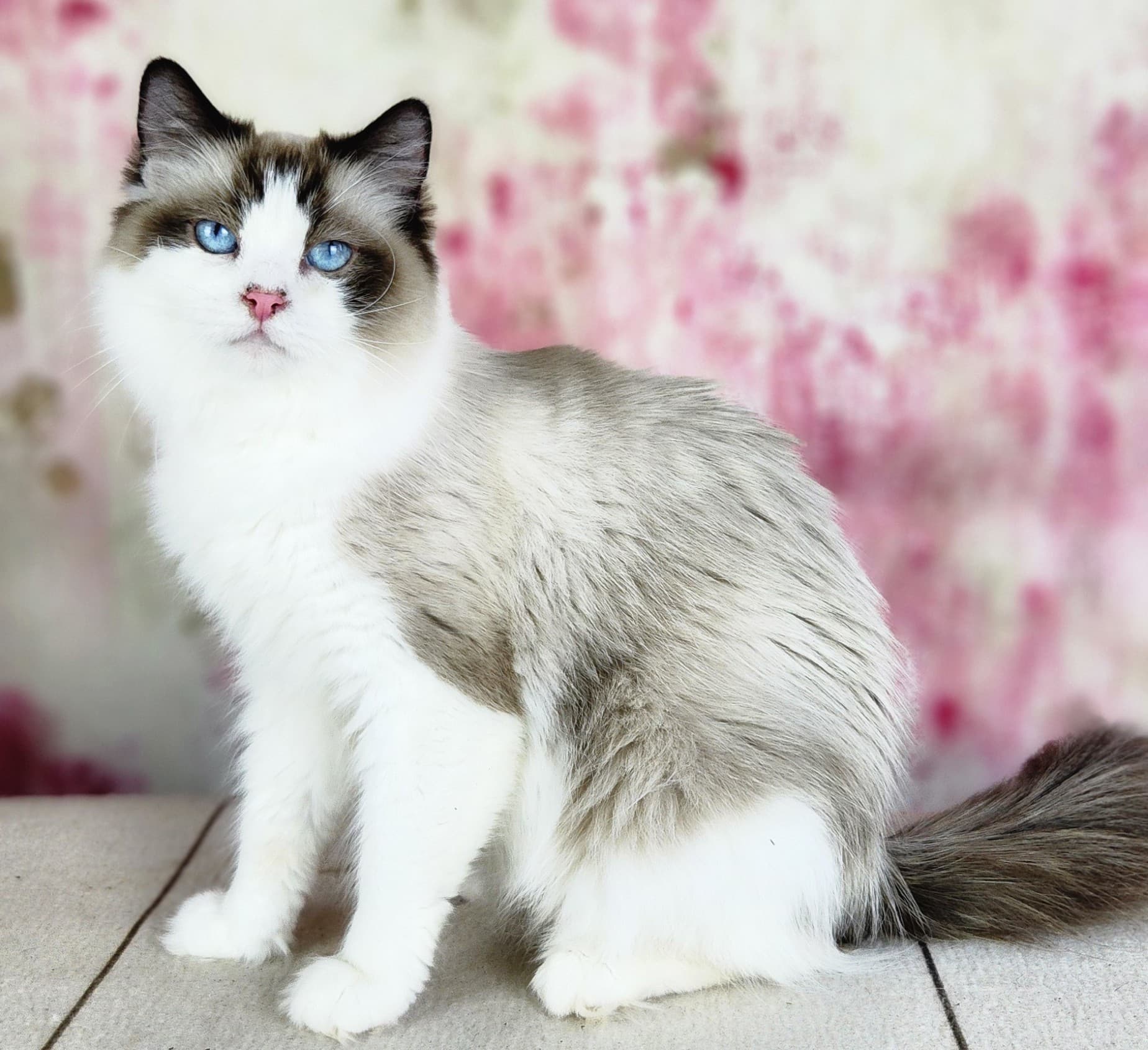 Retired Adult - Cajunragdolls Calla Lily - Seal Bicolor female