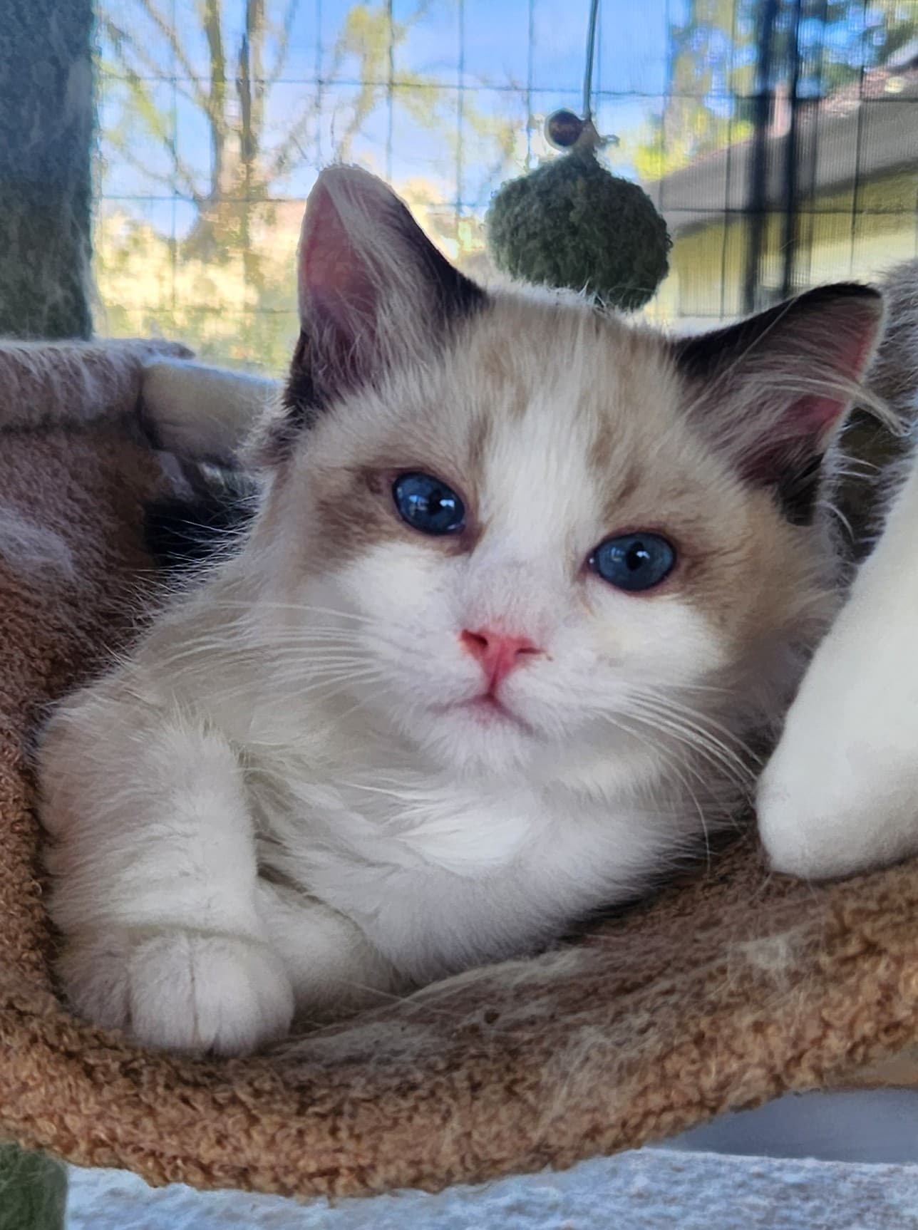 Keroppi  - Seal Bicolor male