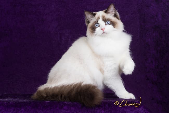 Retired Adult - CH Kittenaround Black Dahlia "Dolly" - Seal Bicolor female