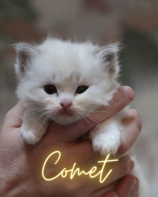 Comet  - Blue Lynx Bicolor male