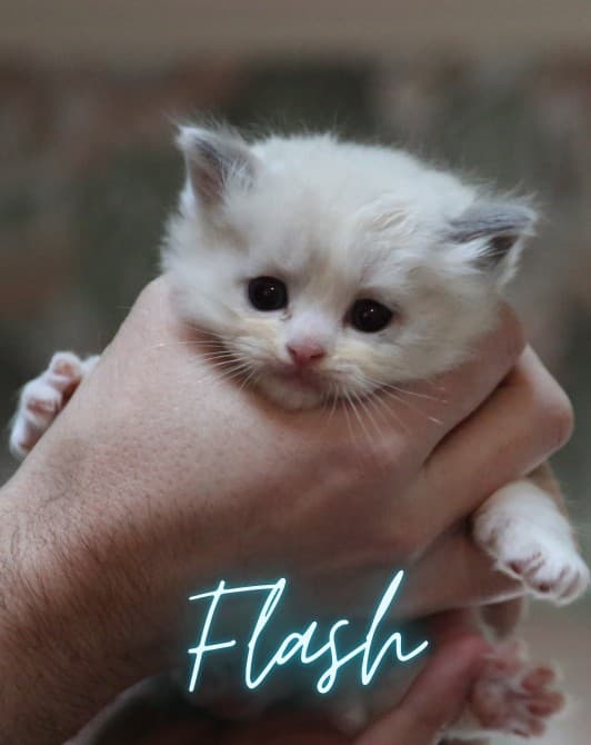 Flash - Blue Bicolor male