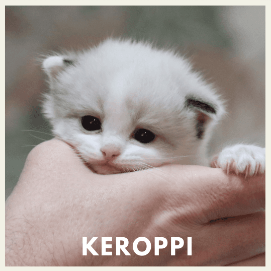 Keroppi  - Seal Bicolor male