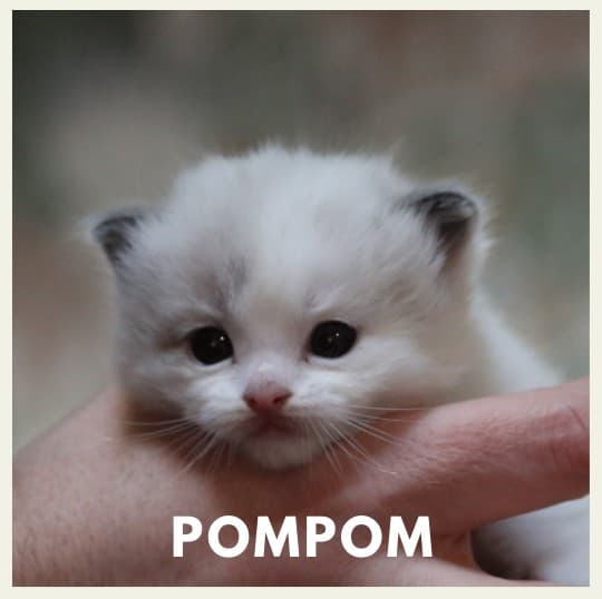 Pompom  - Seal Bicolor male