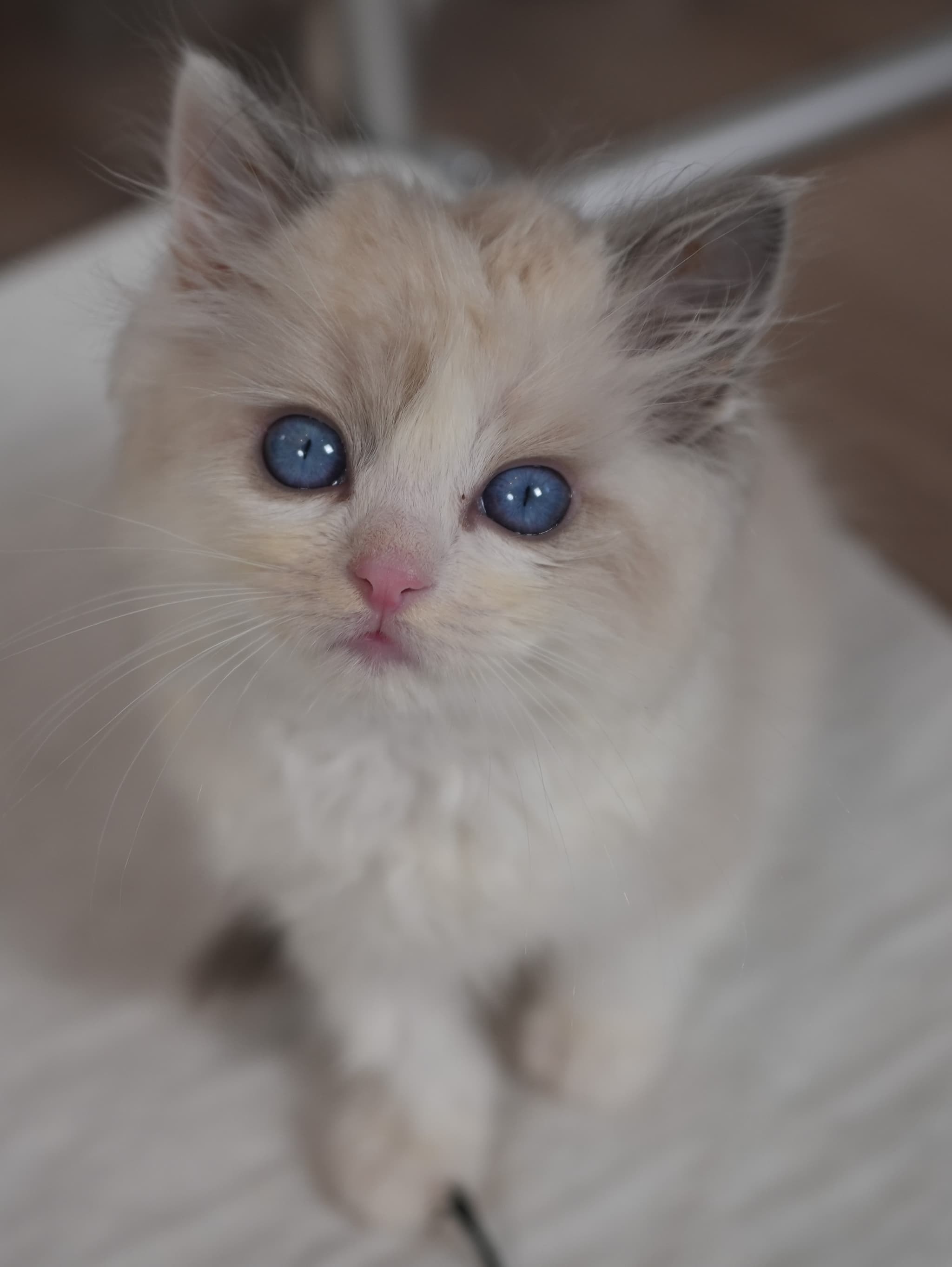 Flash - Blue Bicolor male