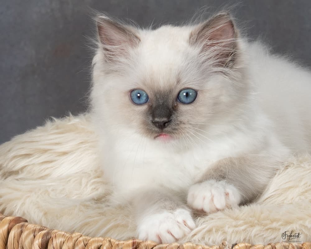 Giles, a Ragdoll kitten resting in a basket at Kitten Around Ragdolls