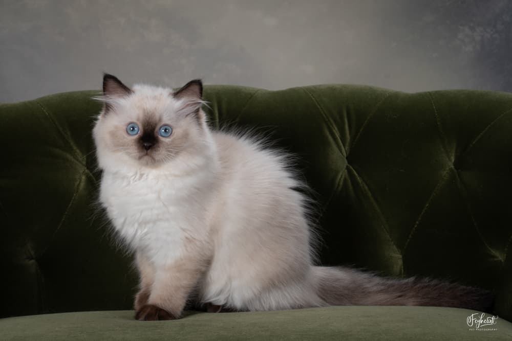 Ragdoll kitten from Kitten Around Ragdolls