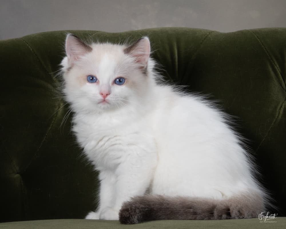 Ragdoll kitten from Kitten Around Ragdolls
