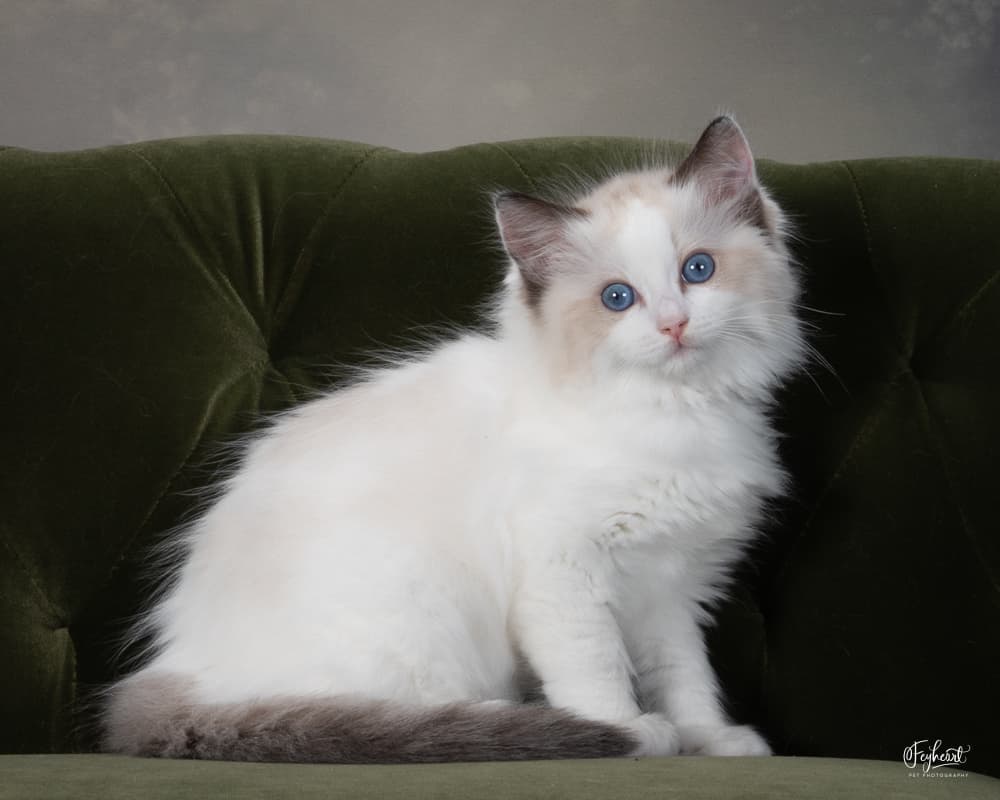 Ragdoll kitten from Kitten Around Ragdolls