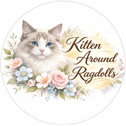 Kitten Around Ragdolls
