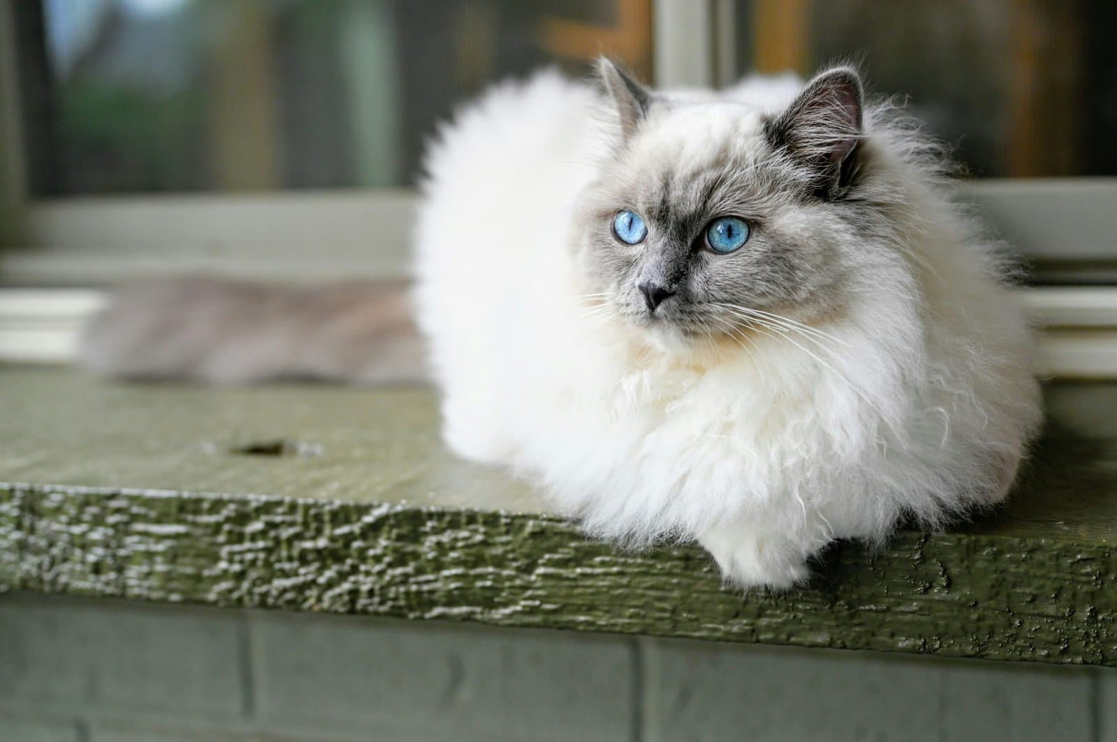 Ragdoll Cat Adoption: Temperament, Ragdoll Cat Care & What to Know
