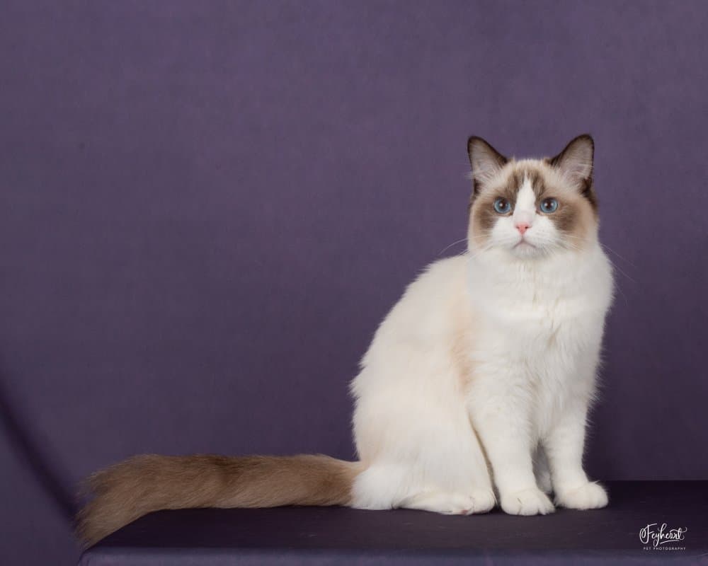 What Is an Ethical Ragdoll Cat Breeder? Breeding to the Standard Explained