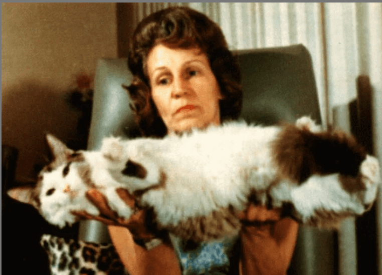 History of the Ragdoll Cat – From Josephine to a Beloved Breed