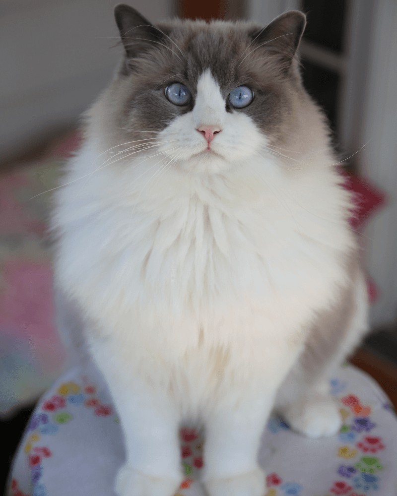 Ragdoll Cat Personality Traits – Is This the Right Breed for You?