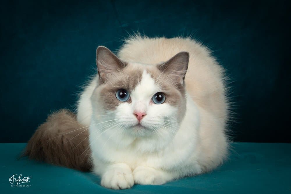 Ragdoll Cat Colors and Patterns Explained: Seal, Blue, Bicolor, Mitted & More