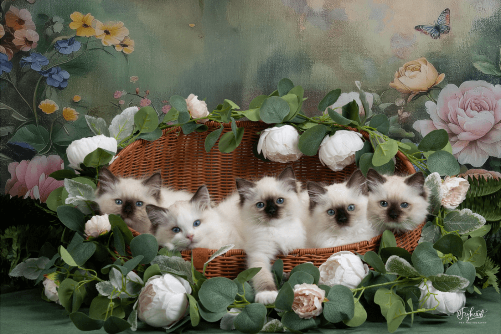 How Much Do Ragdoll Kittens Cost in California? (2026 Guide) main image