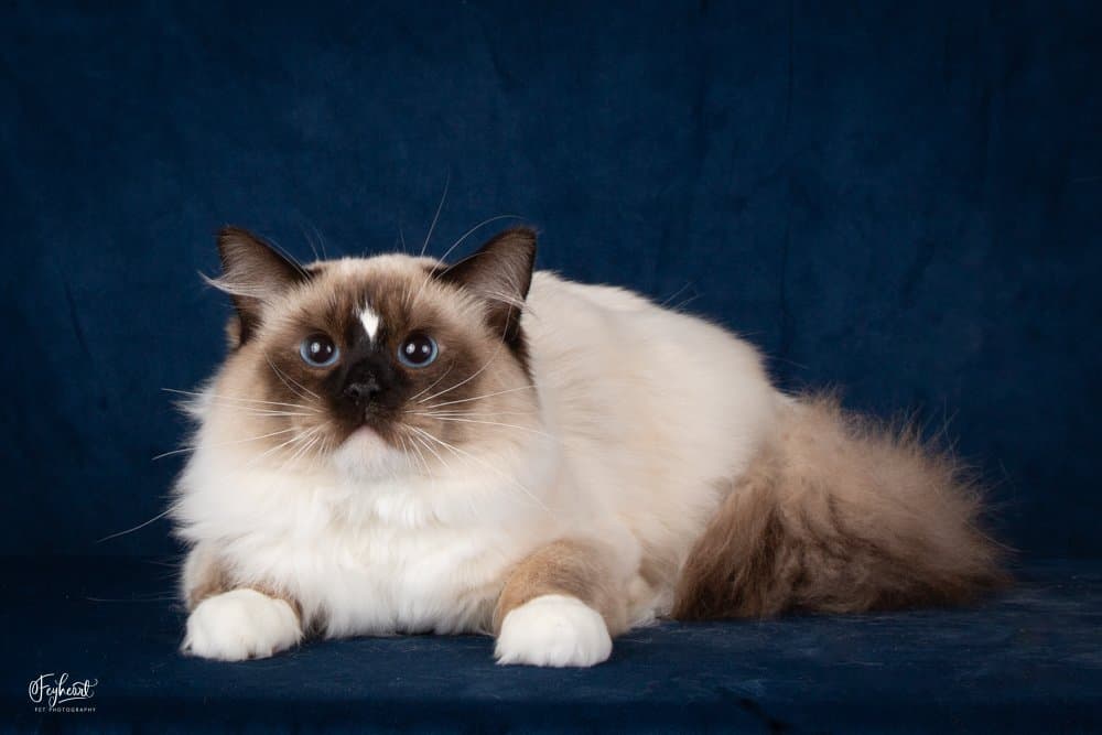How to Read a Ragdoll Pedigree: Traditional vs. Non-Traditional Cats Explained main image