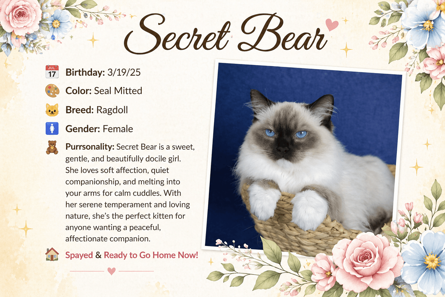 Adopting a Retired Ragdoll: A Different Kind of Love Story main image