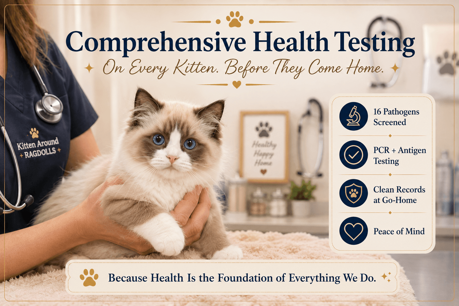 Comprehensive Health Testing on Every Ragdoll Kitten: Our New Standard main image