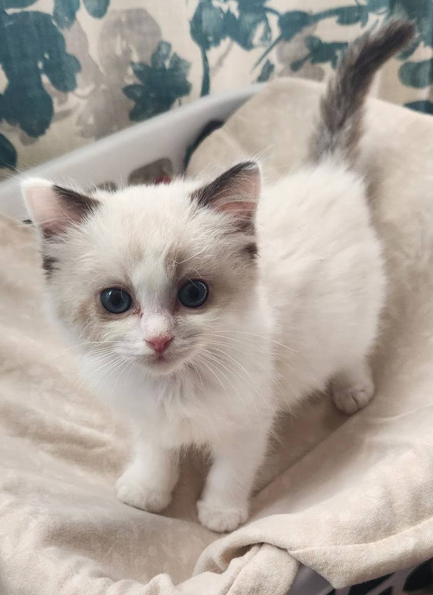 Keroppi - Seal Bicolor male